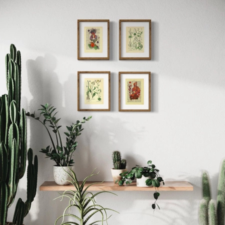 The kingdom of plants - poster set 17,5 x 23,2 cm